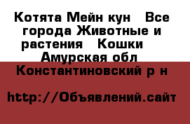 Котята Мейн кун - Все города Животные и растения » Кошки   . Амурская обл.,Константиновский р-н